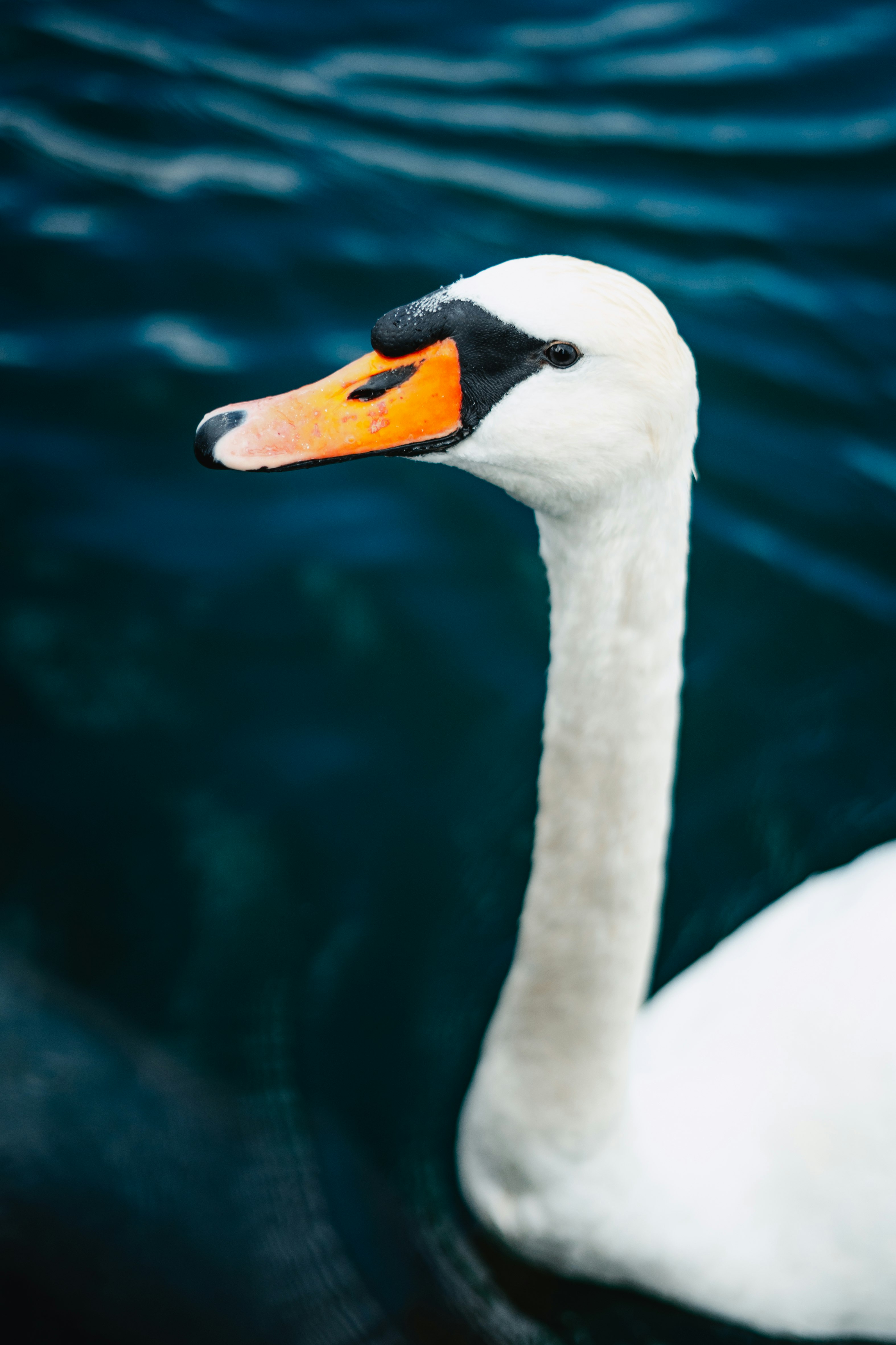 white swan in water during daytime